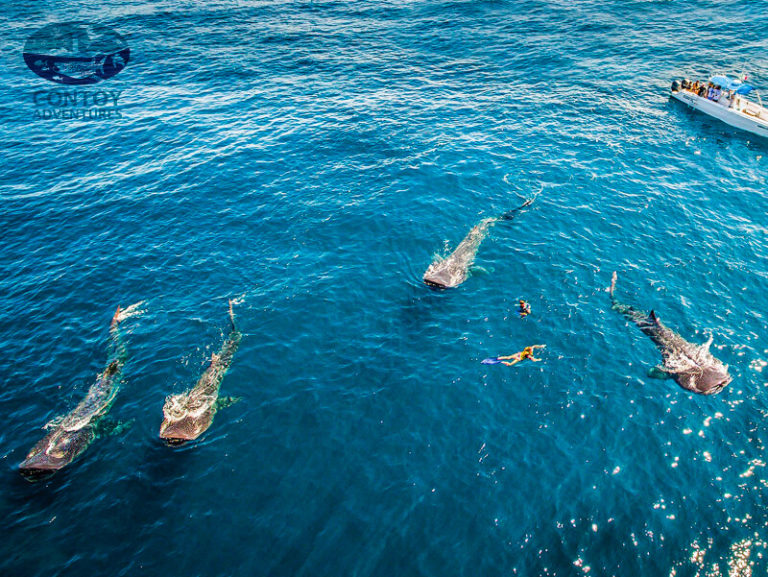 whale shark encounter cancun