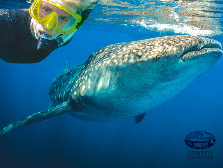 whale shark encounter cancun